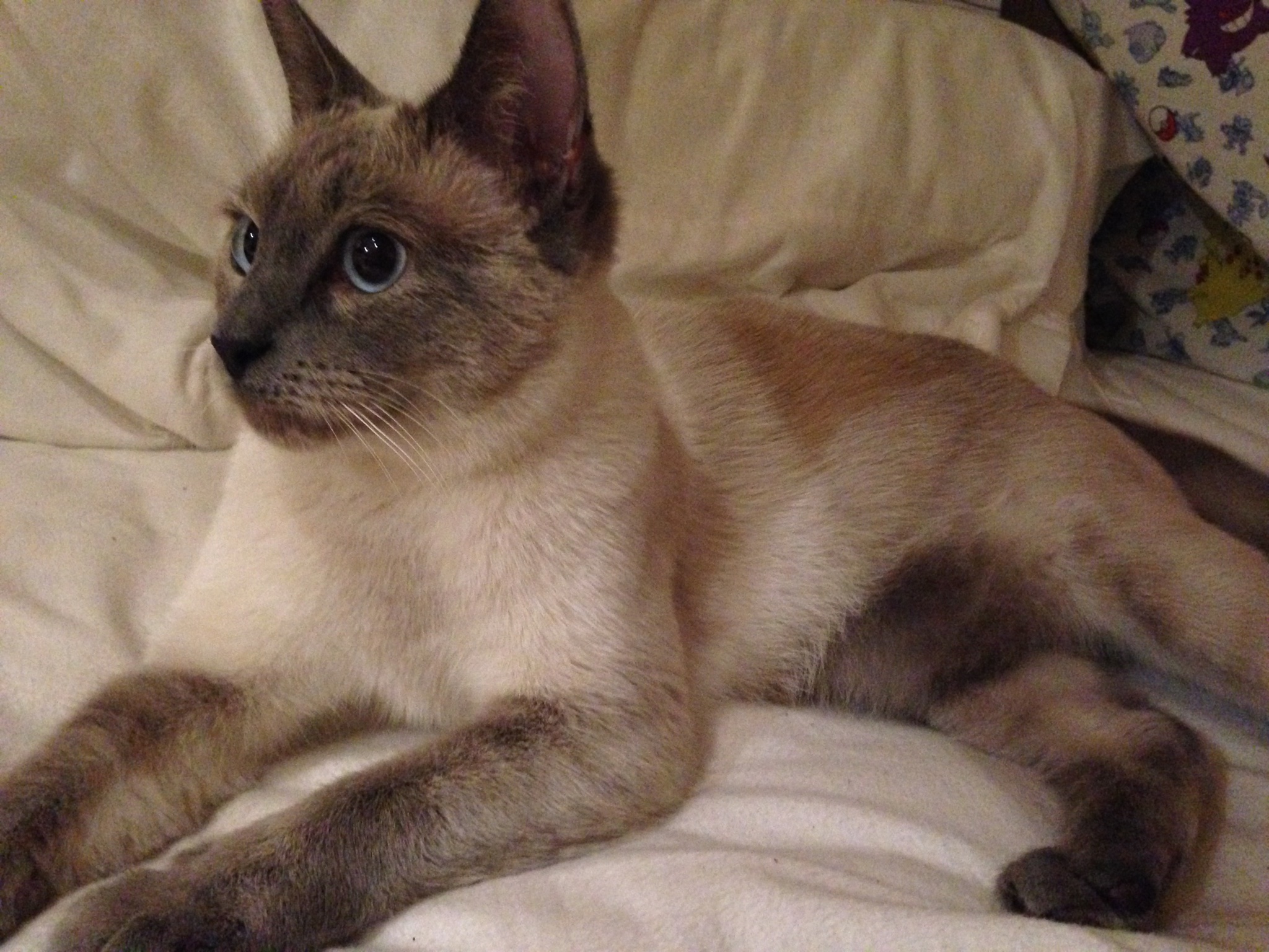 The cat Sophie